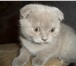 Шотландский котенок 1041657 Скоттиш фолд короткошерстная фото в Зеленоград