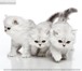 Шиншиловые котята! 2329737 Персидская фото в Таганроге