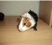 Foto в Домашние животные Грызуны Продам морских свинок, возраст 1 месяц, трехцветные, в Комсомольск-на-Амуре 800