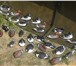 Фото в Хобби и увлечения Охота Продаю чучела уток из жёсткого пенопласта в Кургане 250