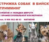 Фото в Домашние животные Услуги для животных Cтрижка собак в Бийске, тримминг, купание в Бийске 500