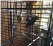Изображение в Домашние животные Птички Продаются попугаи породой ЖАКО, говорящие, в Иркутске 60 000