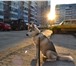 Фото в Домашние животные Вязка собак Веселый, активный, добрый, красивый, умный в Томске 0