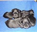 Щенки цвергшнауцера окрас черный с серебром 4 девочки и 2 мальчика, рожденные 4 марта 2010 год 65201  фото в Раменское