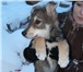 Фотография в Домашние животные Отдам даром Четыре смышленых щенка, три мальчика и одна в Томске 0