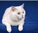 Изображение в Домашние животные Вязка Белоснежный, опытный кот породы скоттиш-страйт, в Нижнем Новгороде 1 500