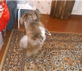 Foto в Домашние животные Вязка собак окрас рыжый соболь 1.7 звать миша за щенка в Новокузнецке 0