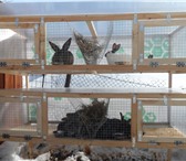 Foto в Домашние животные Грызуны Изготавливаем клетки для кроликов под заказ в Уфе 6 500