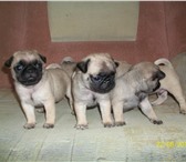 Продаю щенков мопса 3363616 Мопс фото в Екатеринбурге