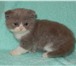 Шотландские котята 1780216 Скоттиш фолд короткошерстная фото в Костроме