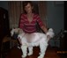 Фото в Домашние животные Стрижка собак Пора приводить любимого четвероногого друга в Таганроге 0
