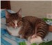 Изображение в Домашние животные Вязка Молодой и энергичный котик приглашает кошечку в Челябинске 0