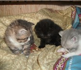 Питомник “ MORTON “ (WCF) Срочно Дешево в связи с большим количеством предлагает шотландских котят 69293  фото в Москве