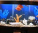 Фотография в Домашние животные Услуги для животных Чистка аквариумов, сифонирование грунта, в Туле 3 000
