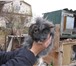 Изображение в Домашние животные Грызуны продаю декоративных кроликов-самочек. Очень в Астрахани 200