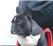 Фото в Домашние животные Вязка собак Французский бульдожка ищет подружку для случки. в Хабаровске 0
