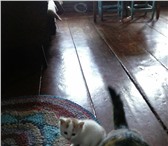 Фотография в Домашние животные Отдам даром Котёнок(мальчик) ищет себе хозяина и друга! в Перми 0