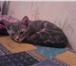 Котята в добрые руки 1708532 Абиссинская фото в Липецке