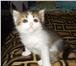 Котята 2029786 Сибирская фото в Барнауле