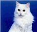 Фотография в Домашние животные Услуги для животных Стрижки для котов и собак, стригу без наркоза, в Нижневартовске 1 000
