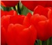 Фотография в Прочее,  разное Разное Предлагаем 13 сортов срезанных тюльпанов в Москве 24