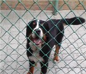 Фото в Домашние животные Услуги для животных Рады Вам предложить передержку собак мелких в Таганроге 300