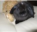 Изображение в Домашние животные Грызуны Отдам крольчиху вислоухого барана в добрые в Электростали 0