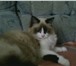 Фотография в Домашние животные Вязка Красавица киска ждёт котика похожего окраса в Челябинске 0