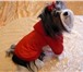 Фото в Домашние животные Товары для животных Интернет магазин одежды для собак Алефтинка в Владимире 800
