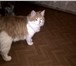 Foto в Домашние животные Вязка Приглашаем на вязку опытную кошку. Место в Ставрополе 2 000