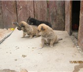 Фотография в Домашние животные Отдам даром Очаровательные щенки-девочки ждут своих хозяев, в Пензе 0
