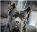 Фото в Домашние животные Вязка собак Предлагается для вязки шикарный кобель Итальянского в Москве 1
