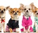 Фотография в Домашние животные Товары для животных У нас вы найдете одежду на все породы собак, в Москве 12