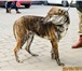 Фото в Домашние животные Отдам даром В роду этого щенка наверняка когда-то пробегали в Пскове 0