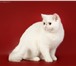 Фотография в Домашние животные Вязка Шикарный клубный экзотический кот белого в Москве 5 000