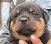 Фото в Домашние животные Вязка собак Продам щенков Ротвейлера, родились 27.07.2013 в Омске 6 000