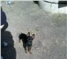 Фотография в Домашние животные Вязка собак Кобель мини той-терьера, 1,6кг, 17см. в холке, в Челябинске 2 000