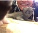Foto в Домашние животные Отдам даром месячные котята ищут любящих хозяев. мама в Красноярске 0