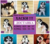 Черно-белые голубоглазые хаски 2431699 Сибирский хаски фото в Ижевске