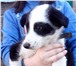 Фото в  Отдам даром-приму в дар щенка от сибирской лайки, возраст 2 мес., в Улан-Удэ 100