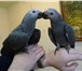 Foto в Домашние животные Птички Продам птенцов Жако краснохвостых ручные в Саратове 17 500