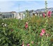 Foto в Недвижимость Продажа домов Продам или обменяю прекрасный дом в Емельяновском в Красноярске 2 850 000