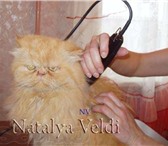 Изображение в Домашние животные Услуги для животных Стрижки кошек без наркоза - сибирских, британских, в Рязани 1 000