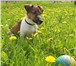 Foto в Домашние животные Вязка собак Предлагаю для вязки 3-х летнего кобеля джек в Сыктывкаре 10 000