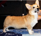 Щенок вельш корги пемброк 4319883 Вельш корги фото в Зеленоград