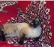 Продам тайских котят от добрых и умных родителей 1, 5мес к туалету приучены обращаться по тел, 776-1 69605  фото в Челябинске