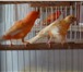 Foto в Домашние животные Птички Молодые   здоровые   чистые птицы от красных в Мытищах 2 000