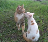 Фото в Домашние животные Отдам даром Спасаем кошачью семью: кошку-трехцветку-крысоловку в Белгороде 0