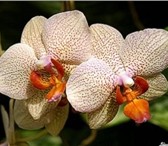 Foto в Домашние животные Растения Продаю Орхидеи  Фаленопсис:Отцветш ие  700руб в Саратове 950
