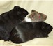 Фотография в Домашние животные Грызуны Продам морских свинок скинни, возраст 2 мес., в Прокопьевске 2 000